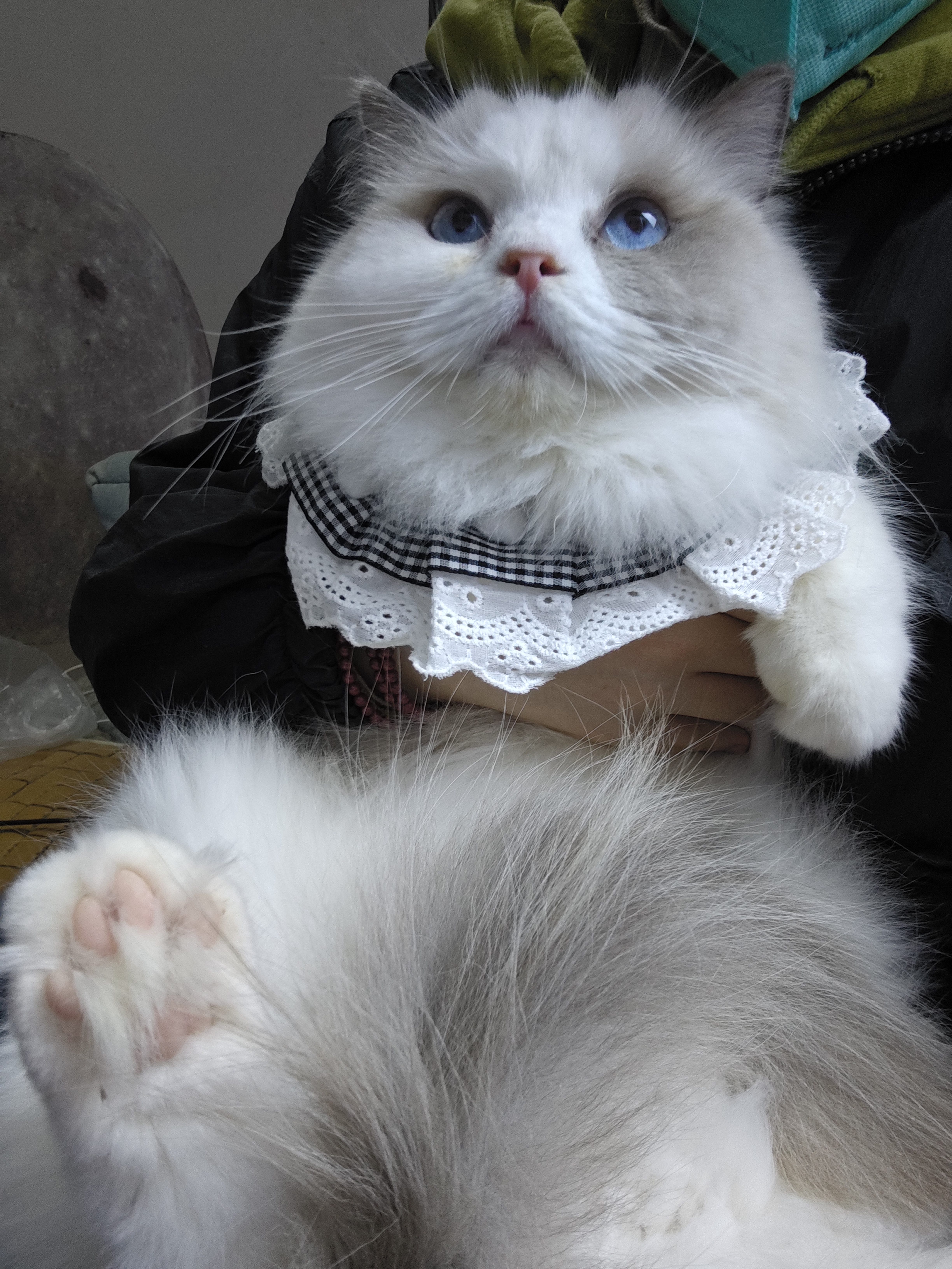 可爱布偶猫妹妹